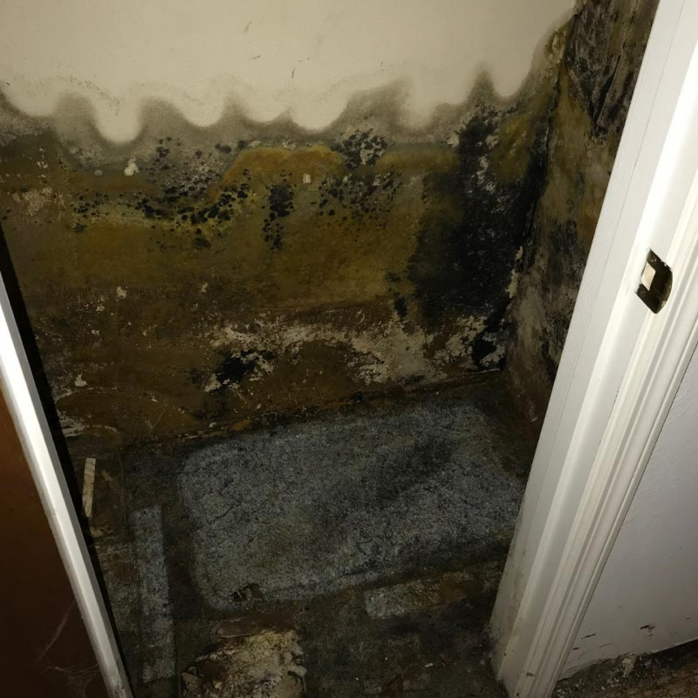 Mold Remediation, Lead Abatement Garland, Richardson & Arlington, TX